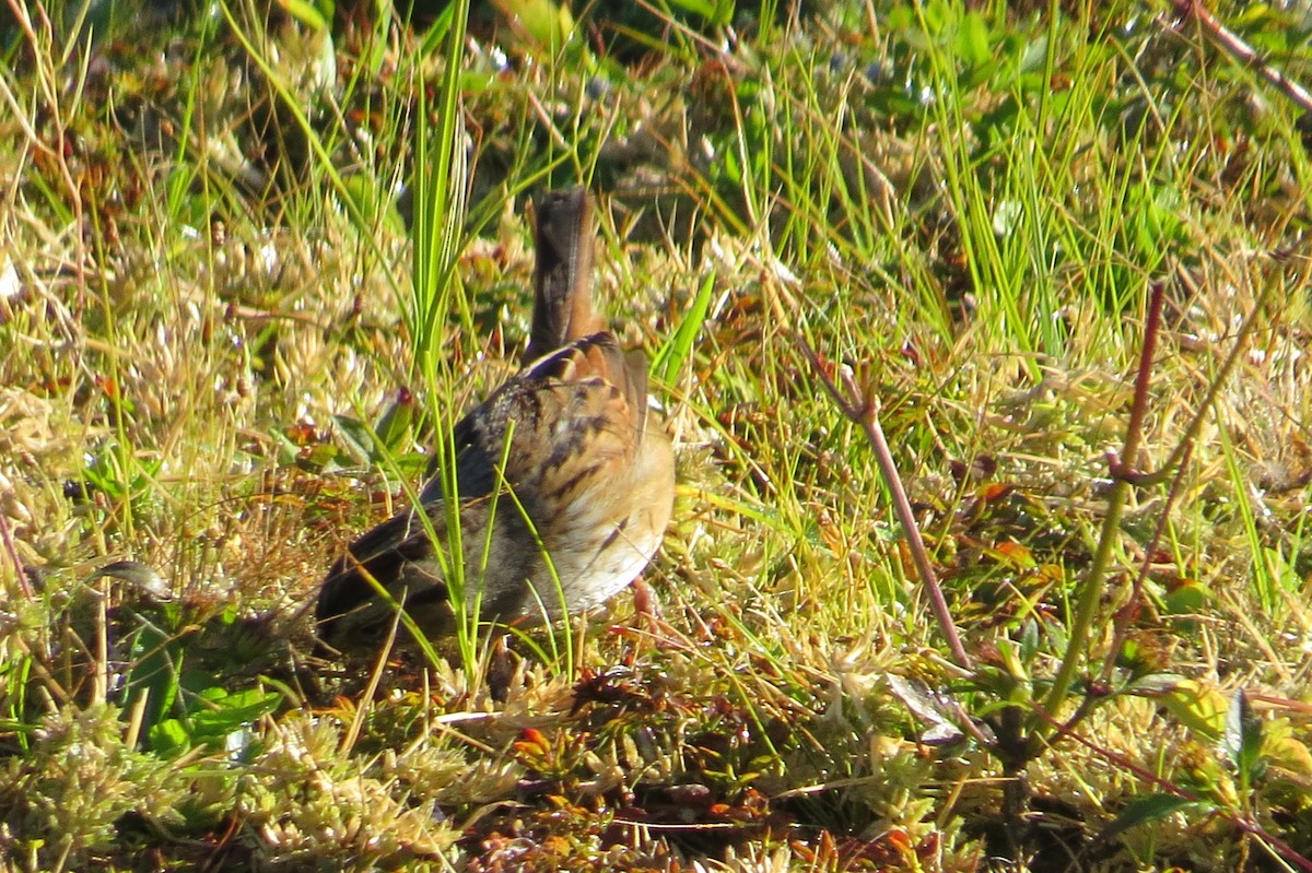 Swamp Sparrow - ML643852093