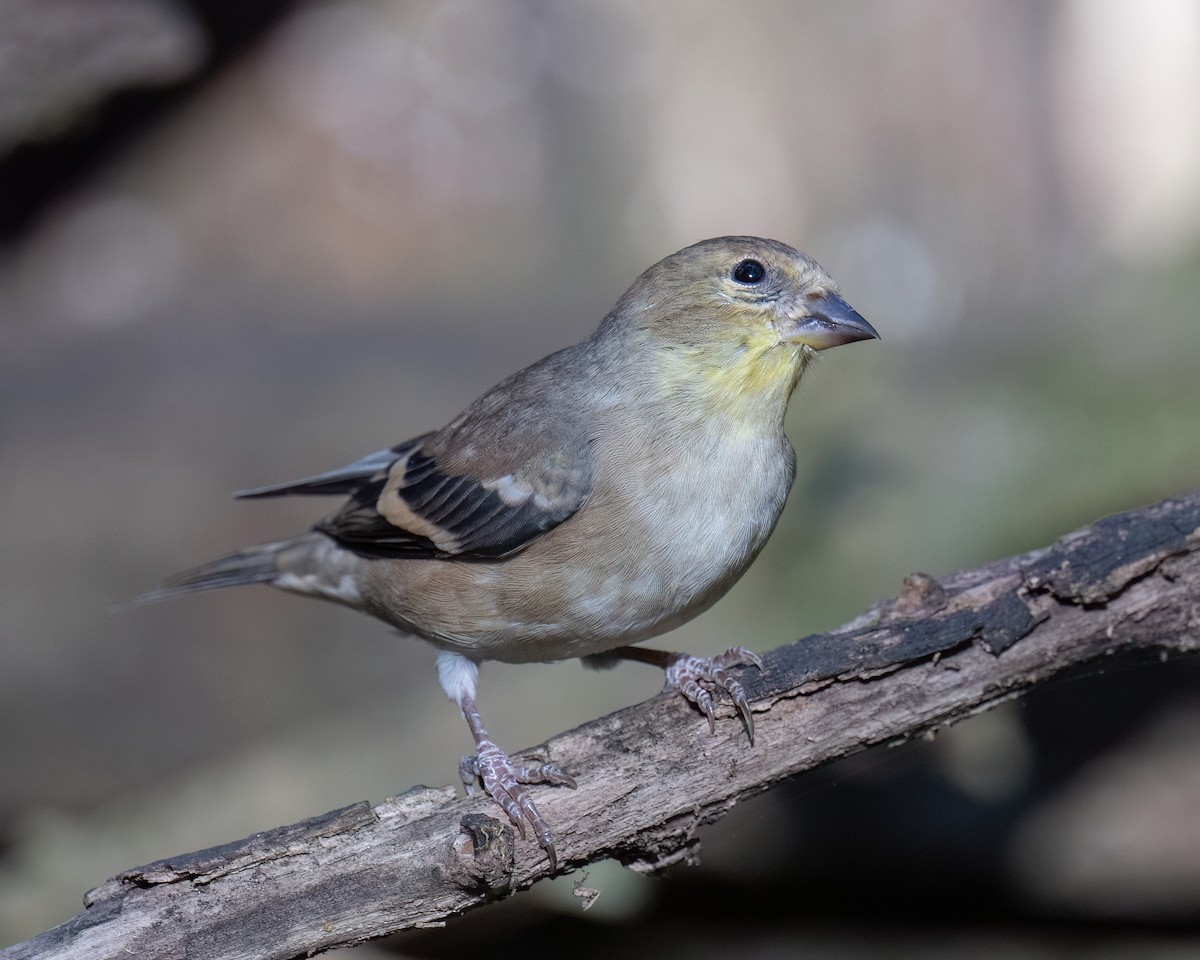 Chardonneret jaune - ML643852099