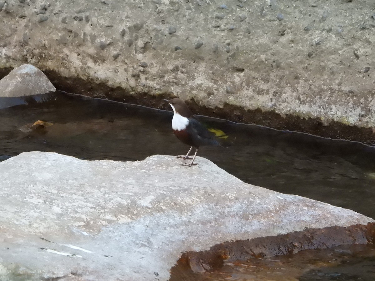 White-throated Dipper - ML643852105