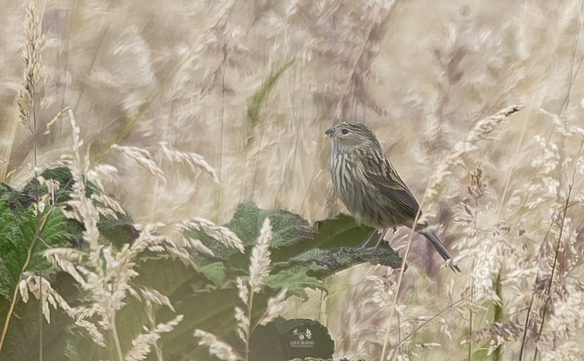 Plain-colored Seedeater - ML643852109