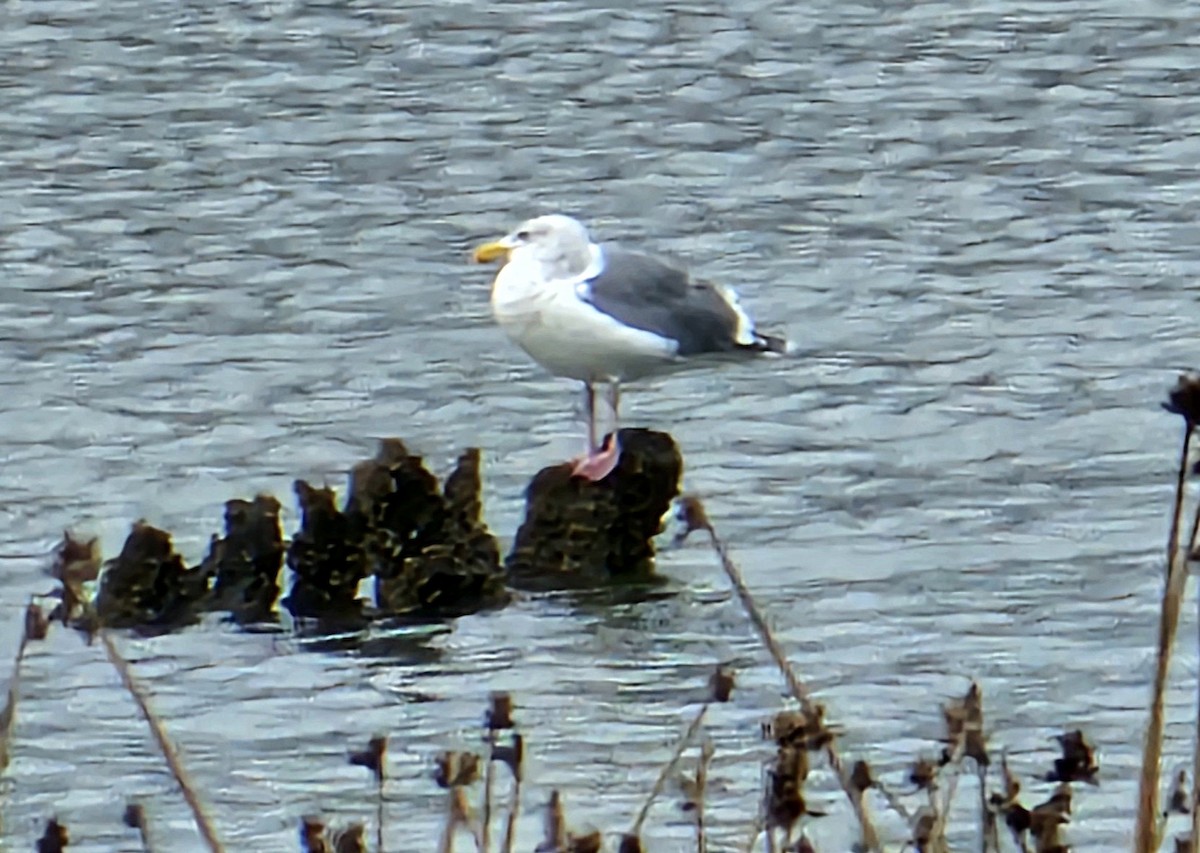 Western Gull - ML643852112