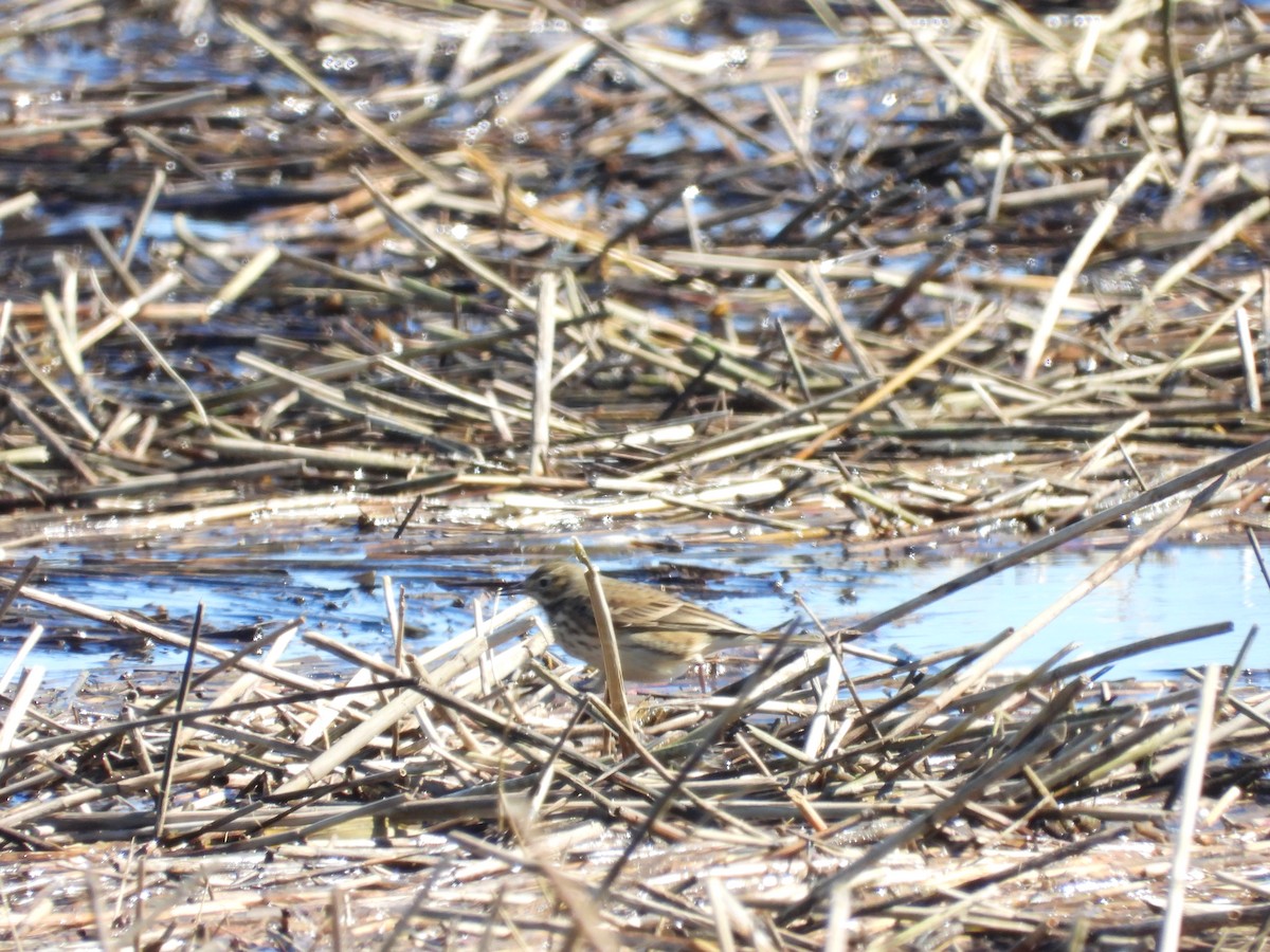 American Pipit - ML643852124