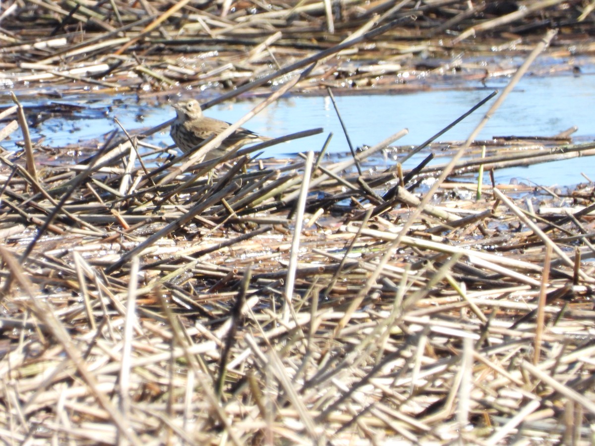 American Pipit - ML643852140