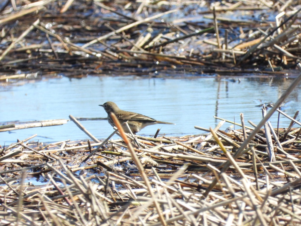 American Pipit - ML643852145
