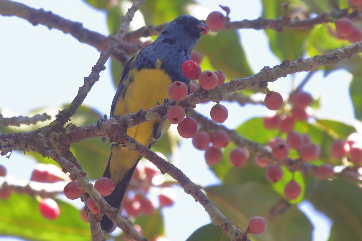 Turquoise Tanager - ML643852156