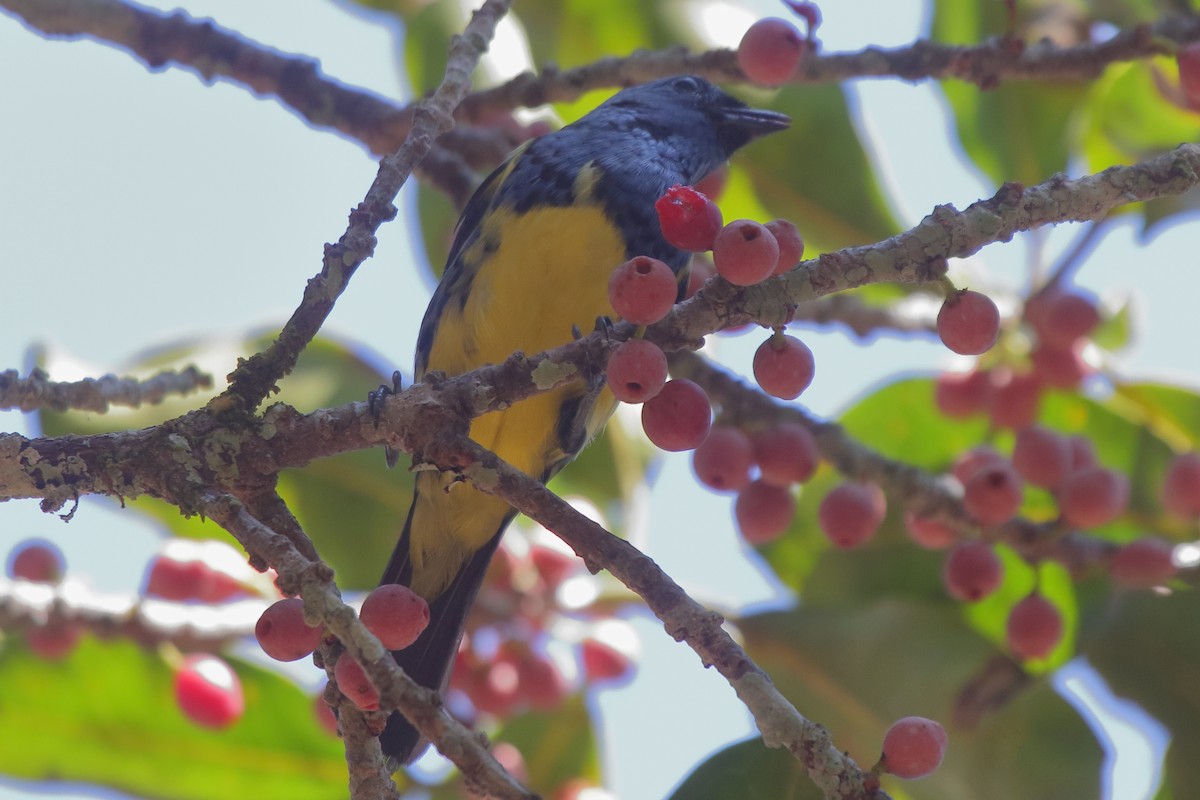 Turquoise Tanager - ML643852157