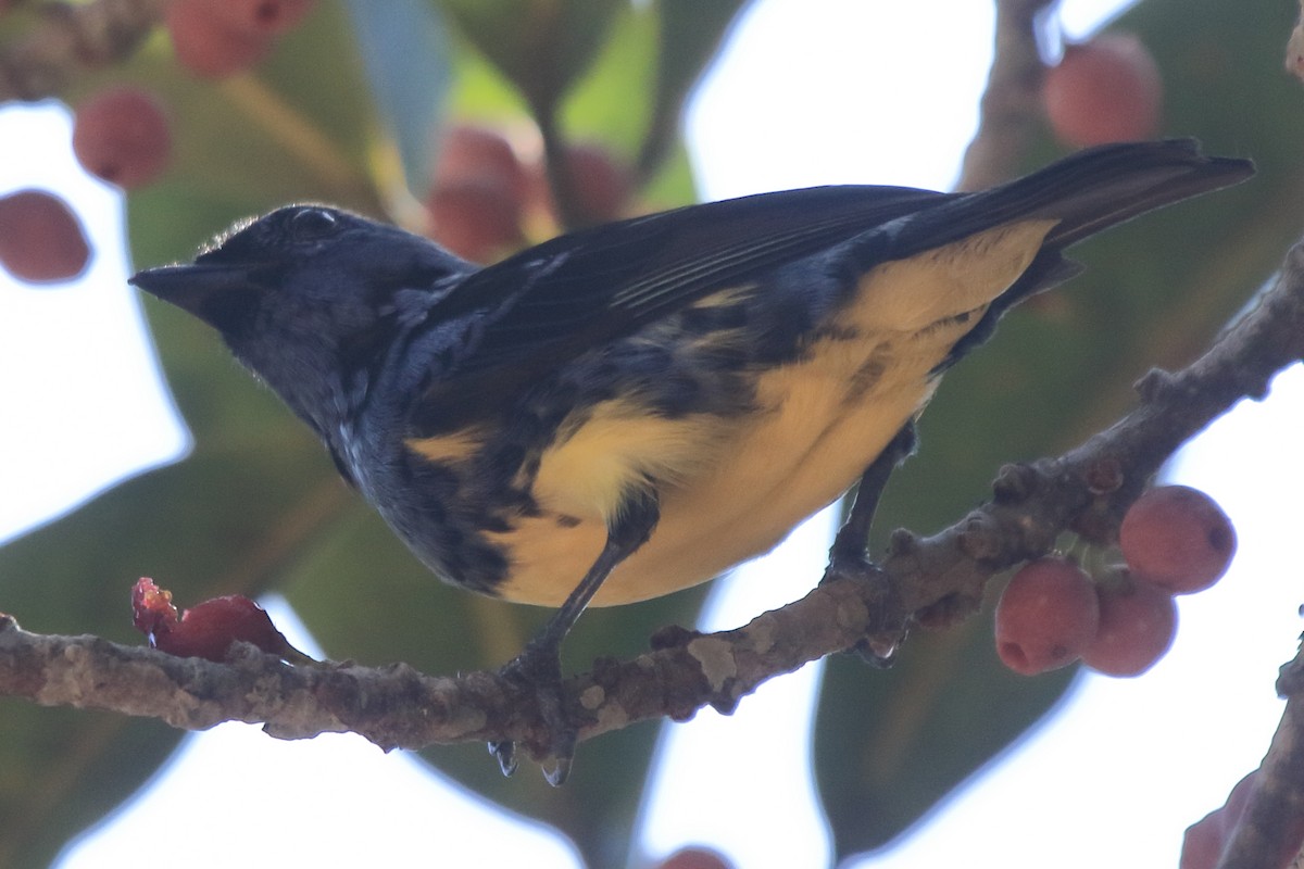 Turquoise Tanager - ML643852158
