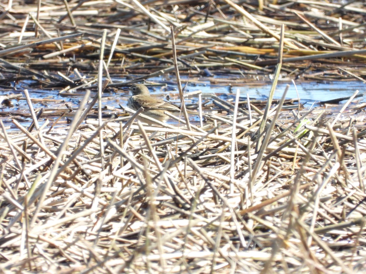 American Pipit - ML643852159