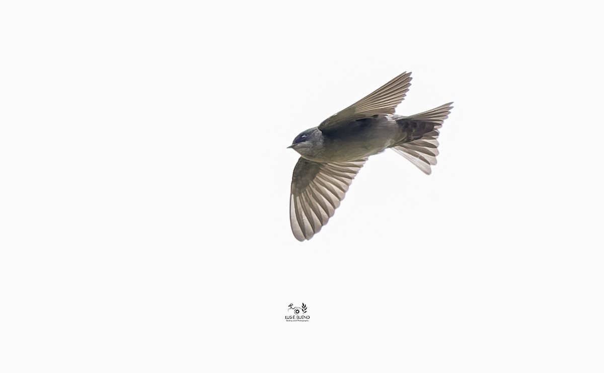 チャバラアイイロツバメ - ML643852160