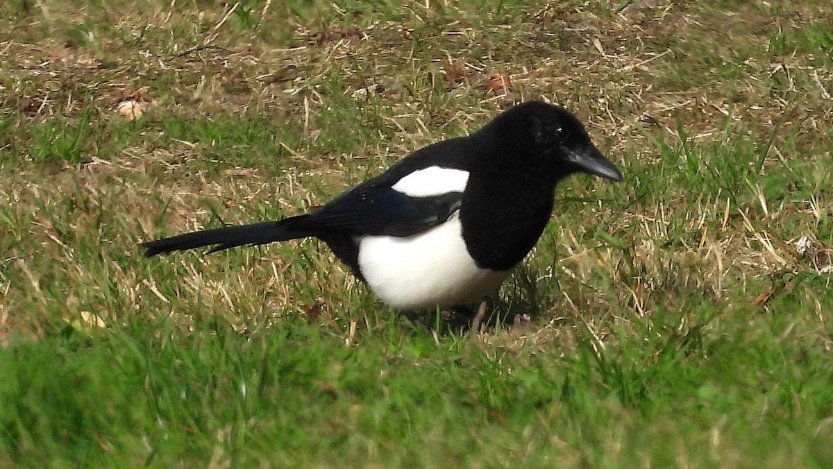 Eurasian Magpie - ML643852166