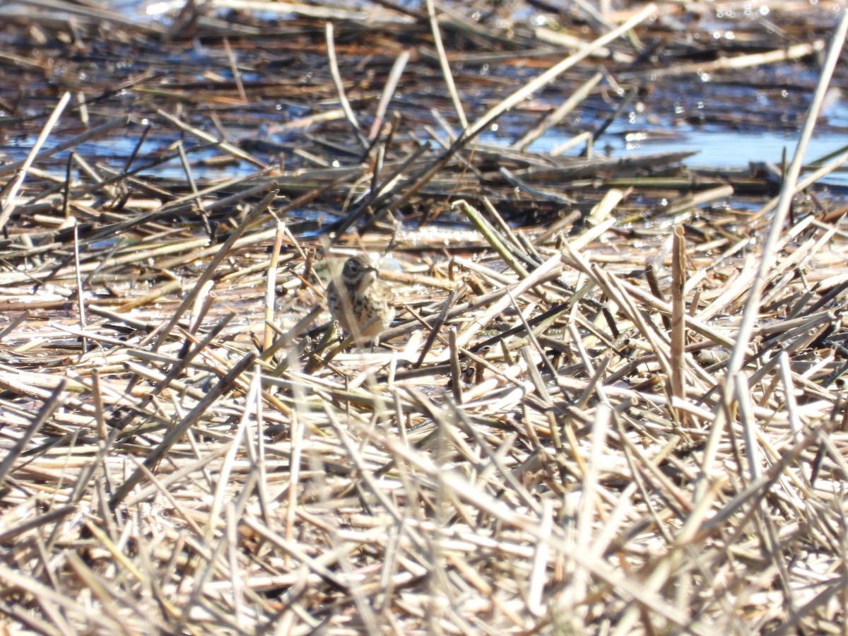 American Pipit - ML643852167