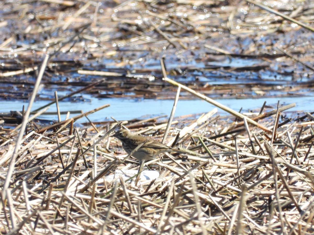 American Pipit - ML643852169