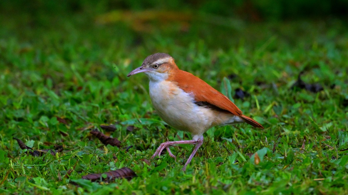 kanelryggovnfugl - ML643852173