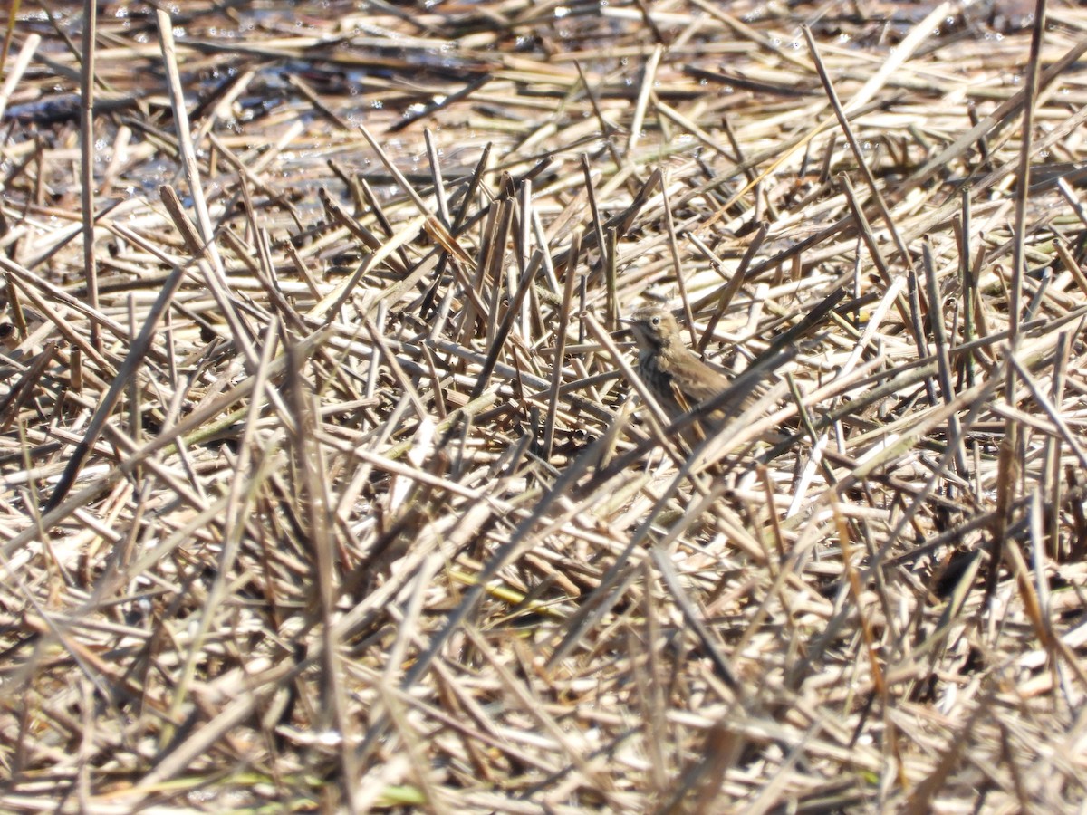 American Pipit - ML643852178