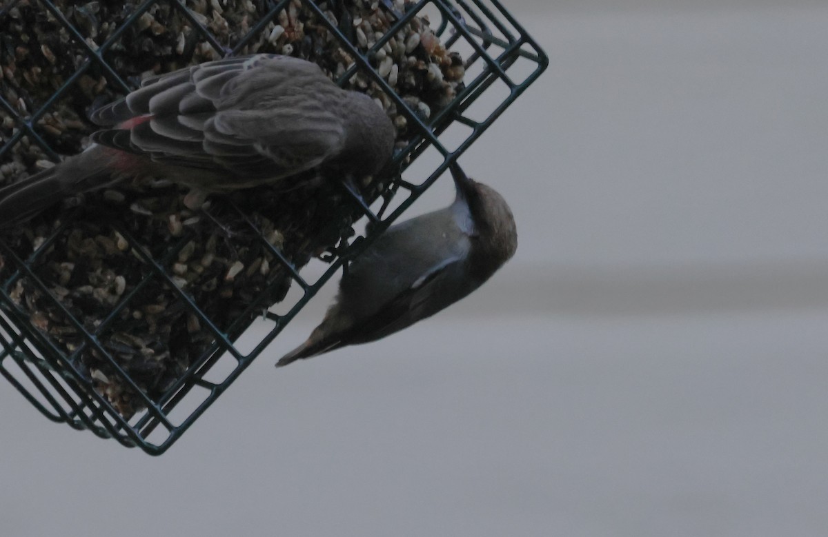 Brown-headed Nuthatch - ML643852181