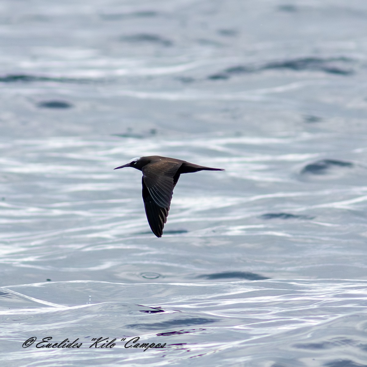 Black Noddy - ML643852186