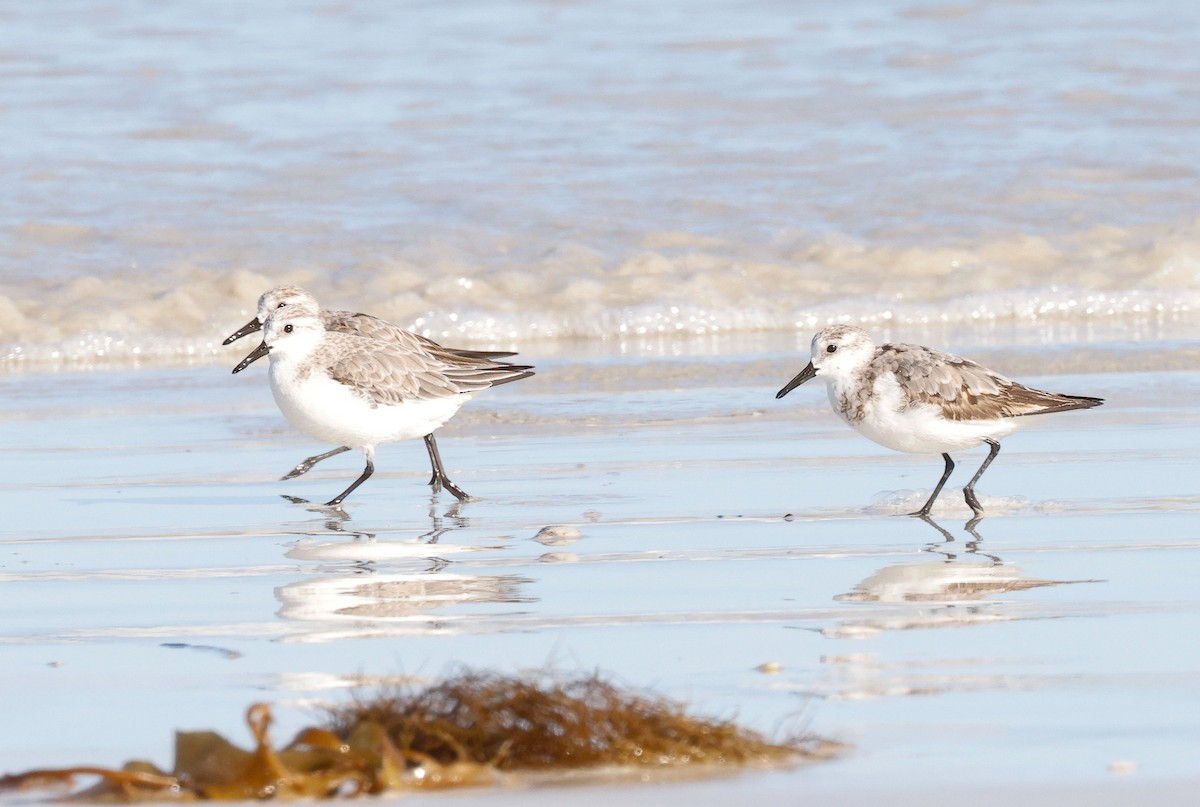 Sanderling - ML643852189