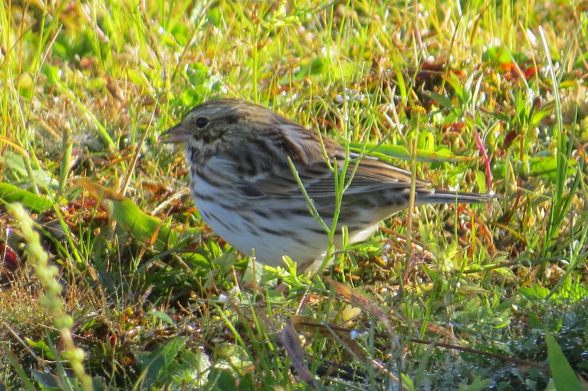 Savannah Sparrow - ML643852197