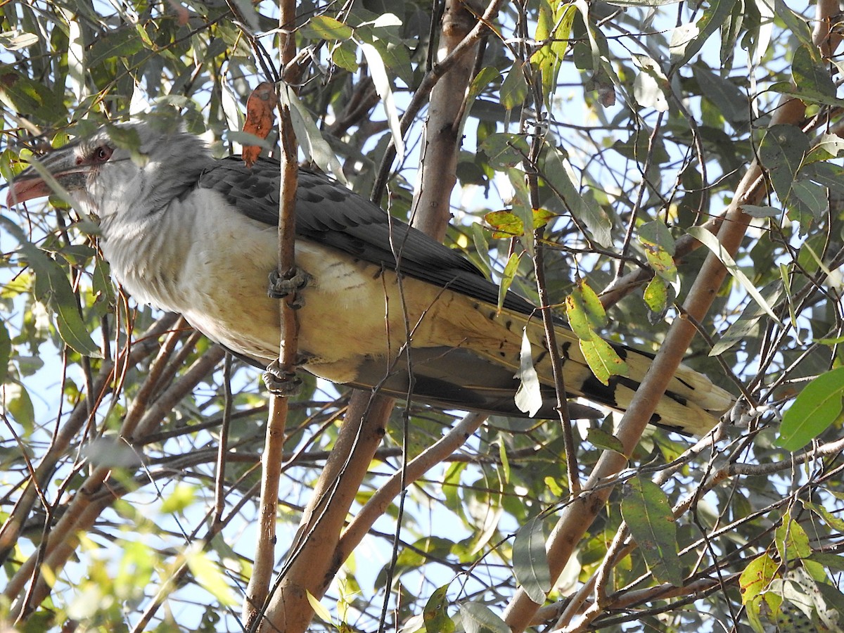 Channel-billed Cuckoo - ML643852200