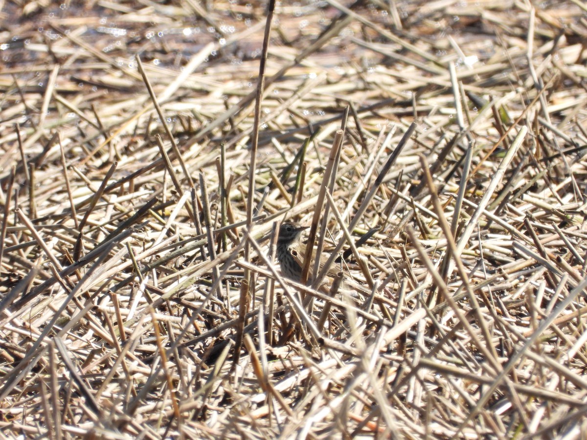 American Pipit - ML643852201