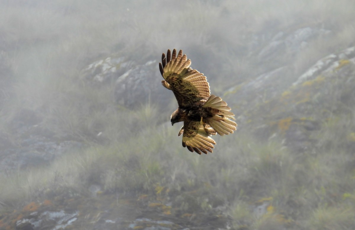 Variable Hawk - ML643852217
