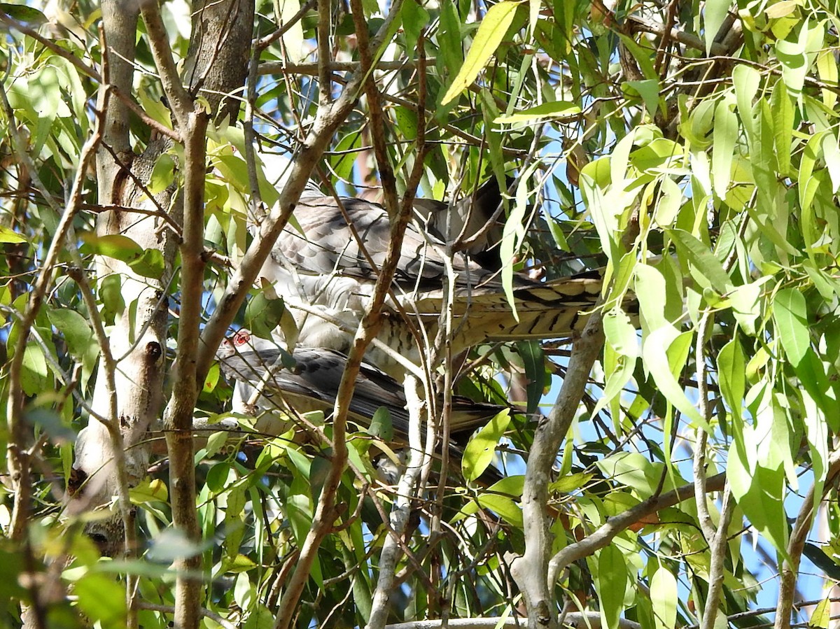 Channel-billed Cuckoo - ML643852222