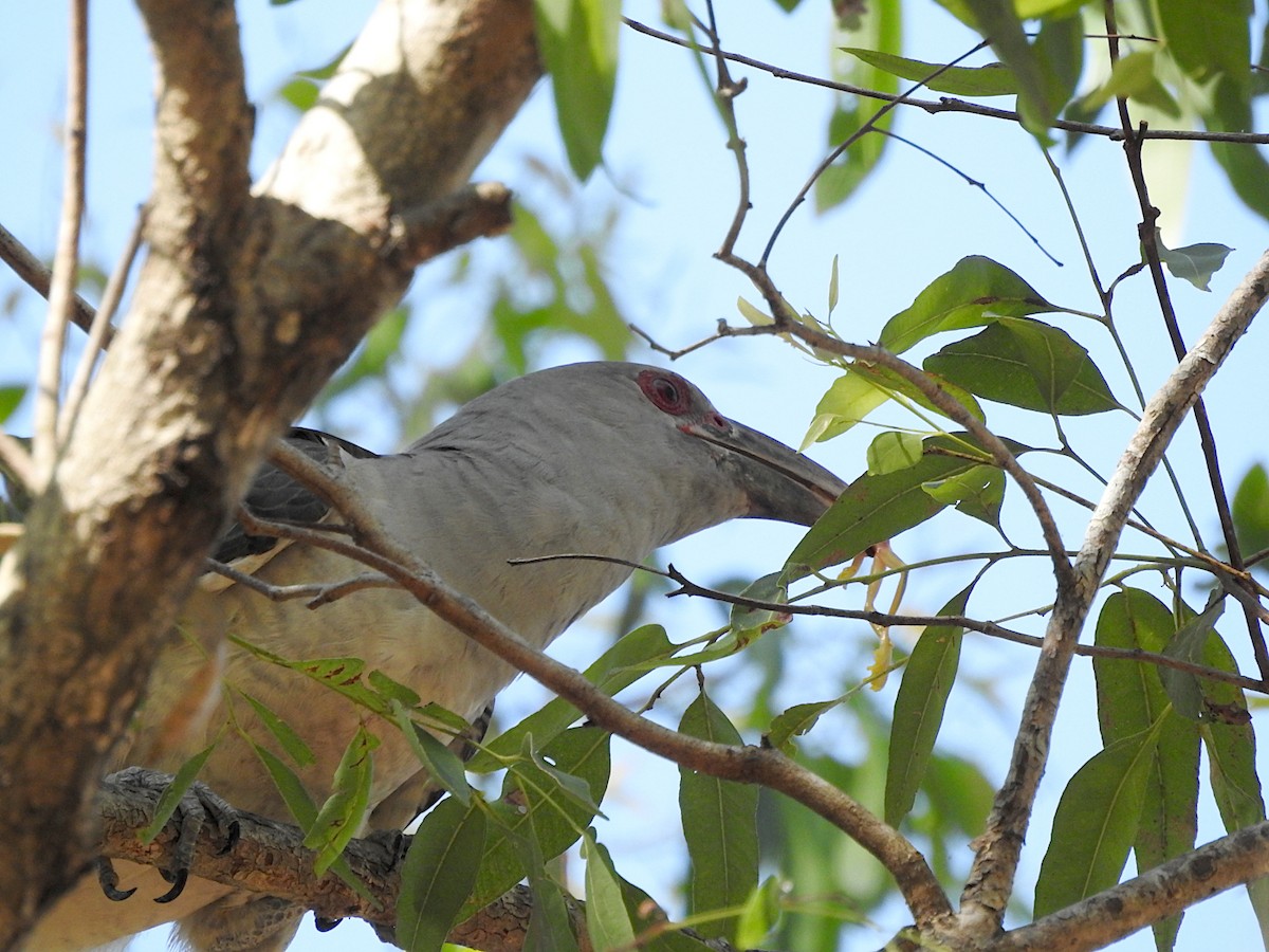 Channel-billed Cuckoo - ML643852223