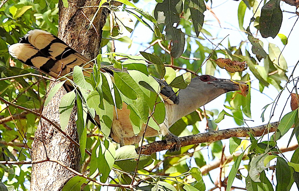 Channel-billed Cuckoo - ML643852225