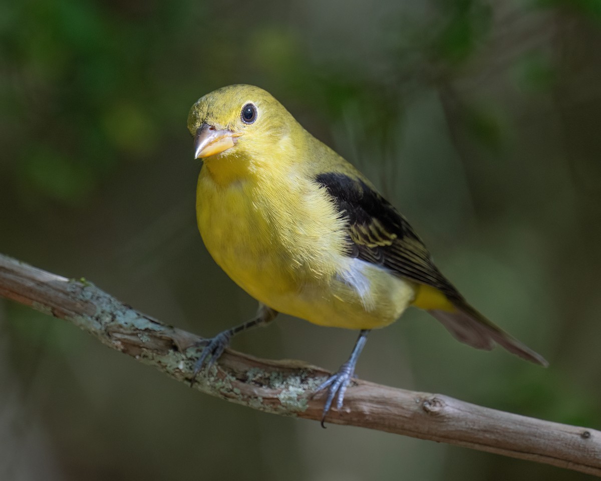 Scarlet Tanager - ML643852230