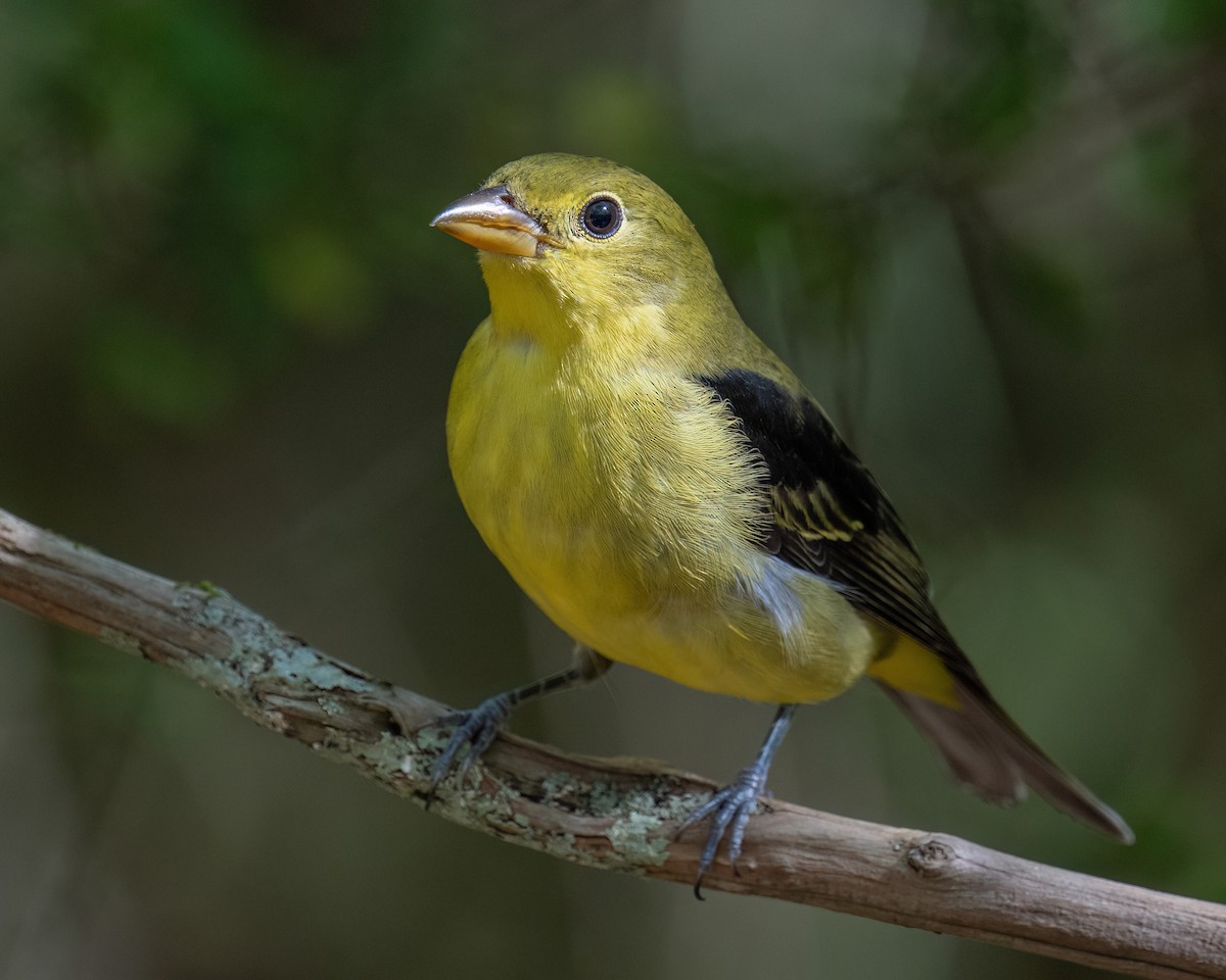 Scarlet Tanager - ML643852231