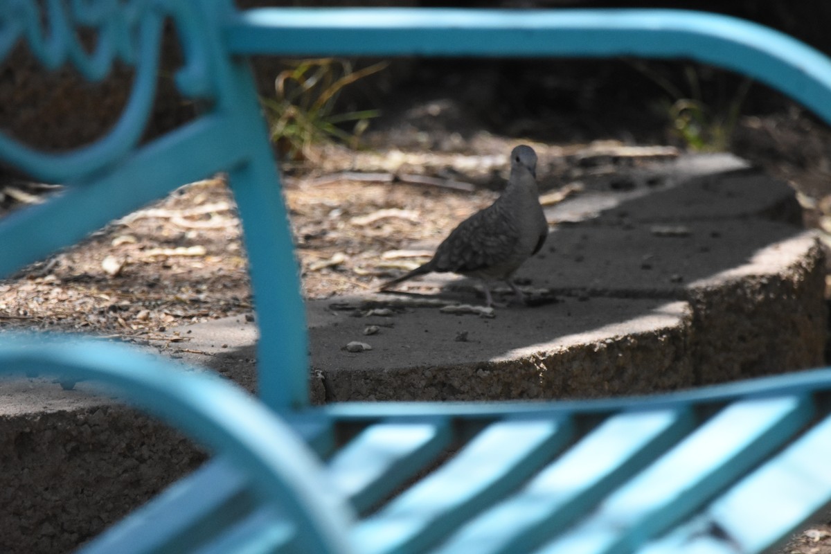 インカバト - ML643852243