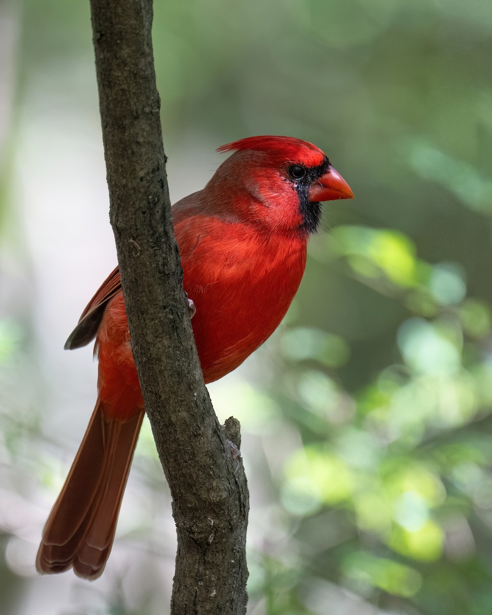 Cardinal rouge - ML643852245