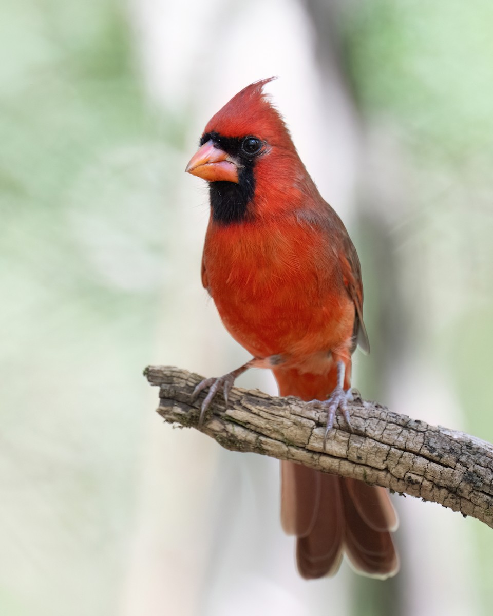 Cardinal rouge - ML643852246