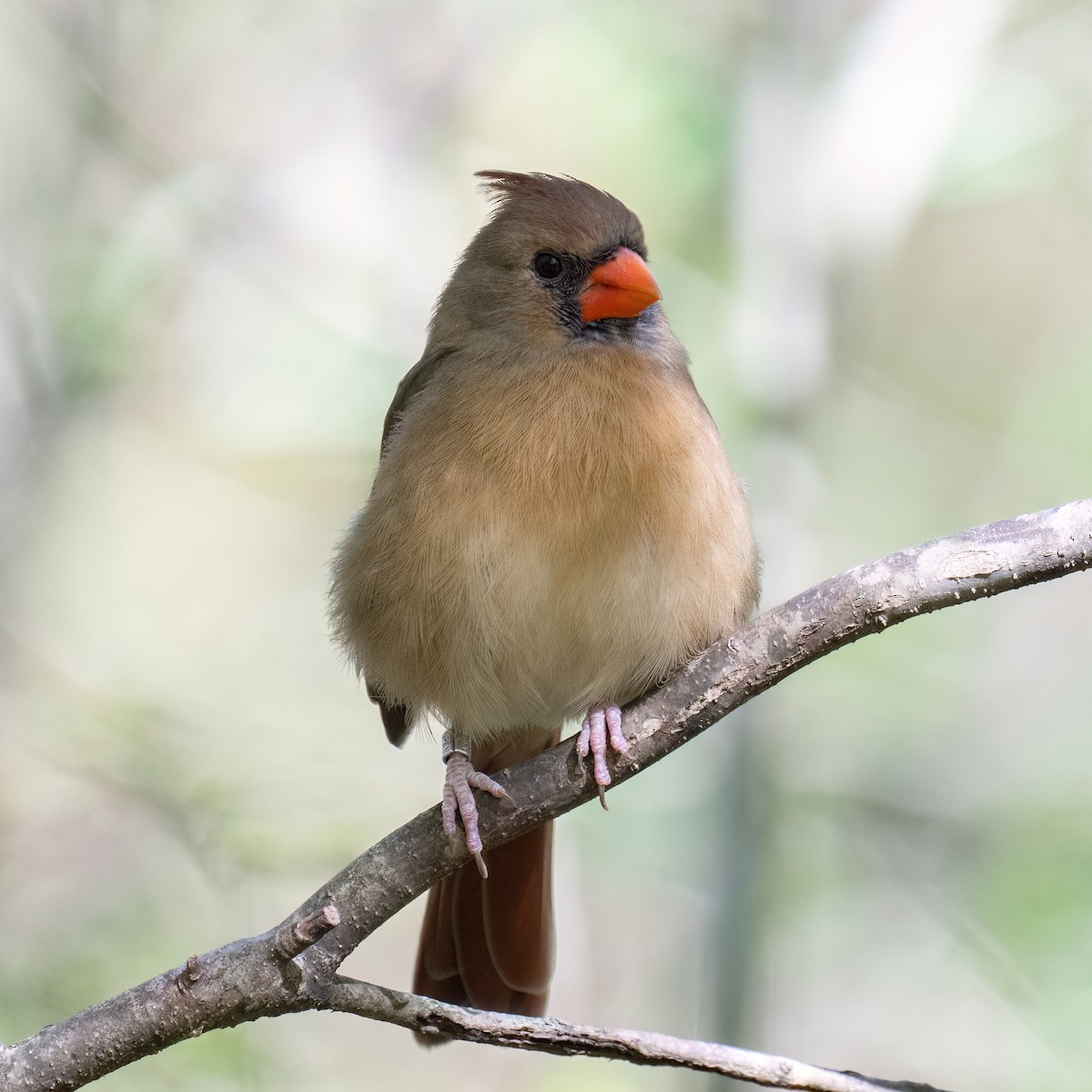 Cardinal rouge - ML643852247