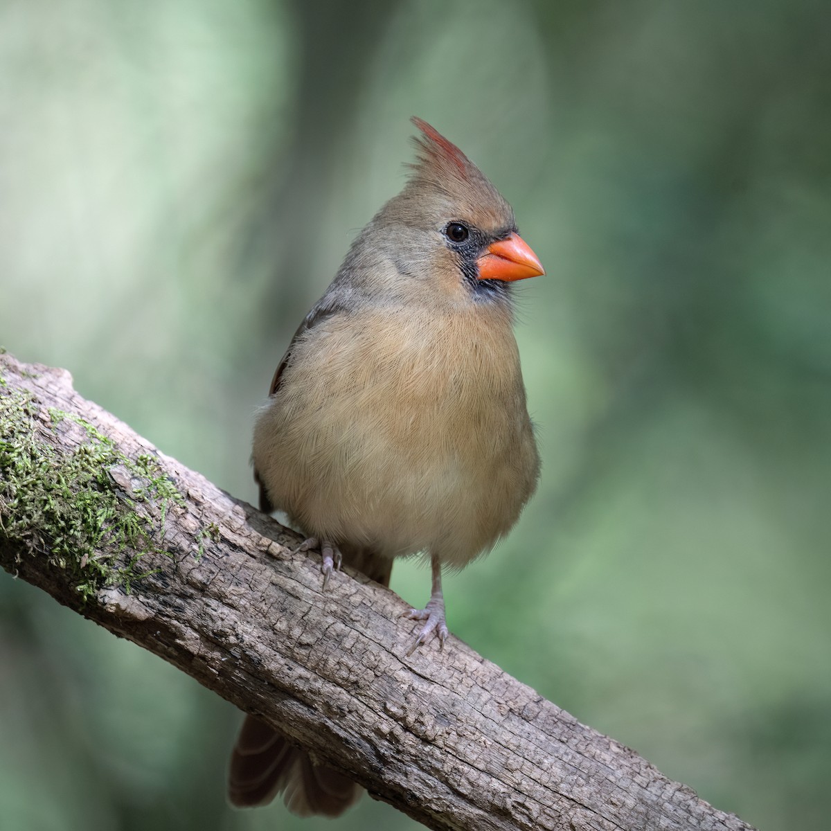 Cardinal rouge - ML643852248