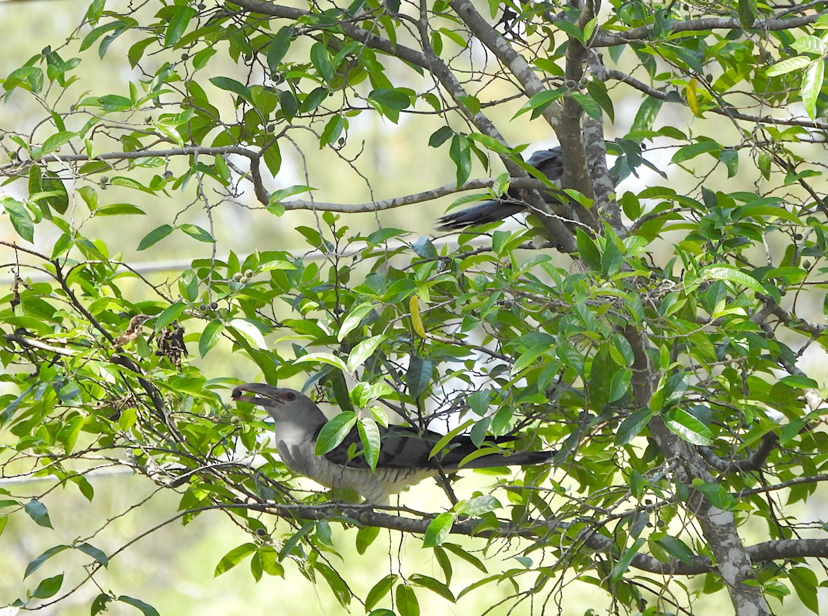 Channel-billed Cuckoo - ML643852251