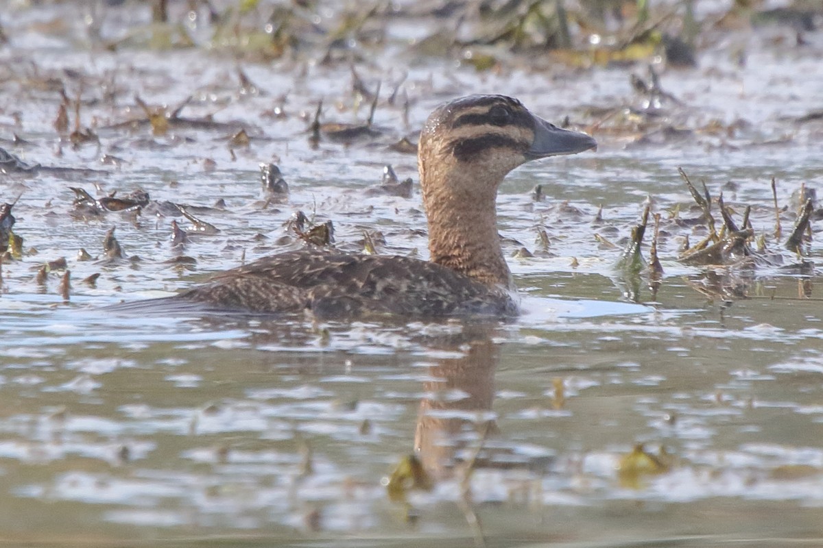 Masked Duck - ML643852276