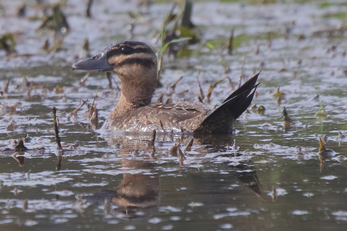 Masked Duck - ML643852279