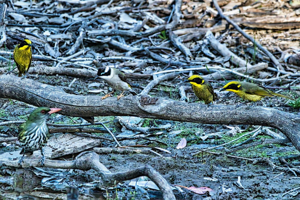 ノドグロハチマキミツスイ（gularis） - ML643852282