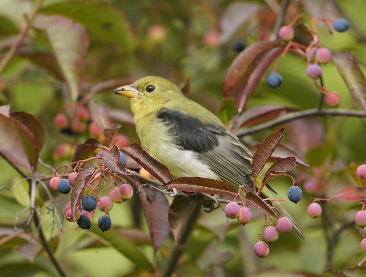 Scarlet Tanager - ML643852283