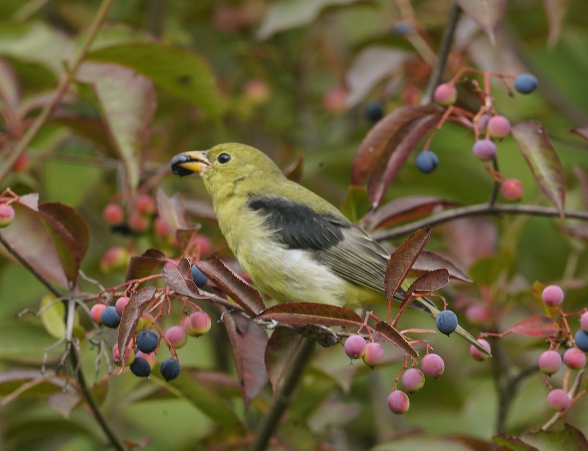 Scarlet Tanager - ML643852284