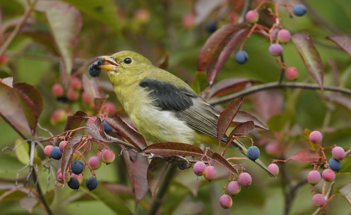 Scarlet Tanager - ML643852285