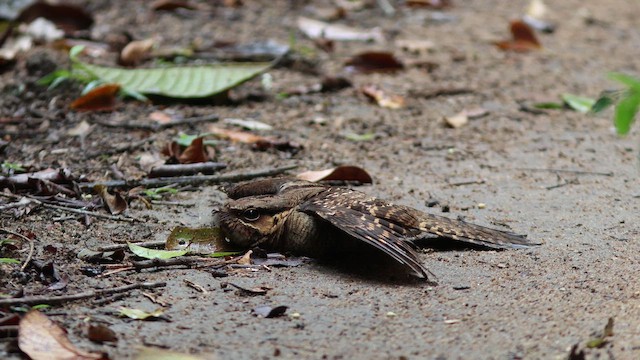 Common Pauraque - ML643852299