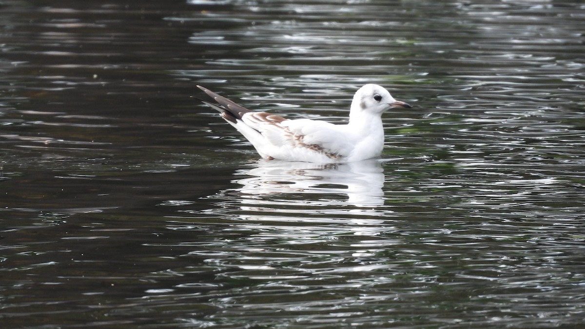 Black-headed Gull - ML643852302