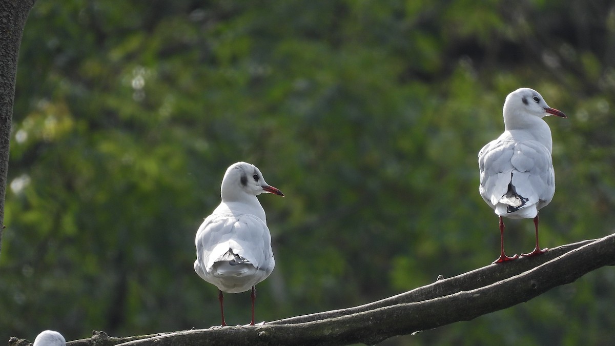 Black-headed Gull - ML643852303
