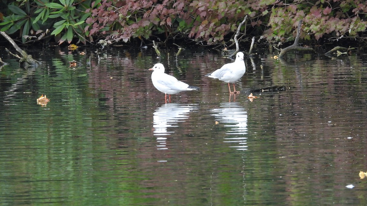 Black-headed Gull - ML643852304
