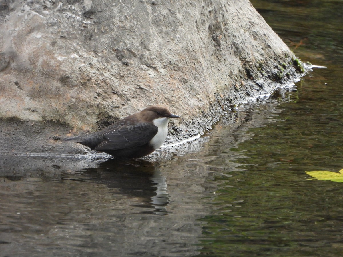 White-throated Dipper - ML643852329