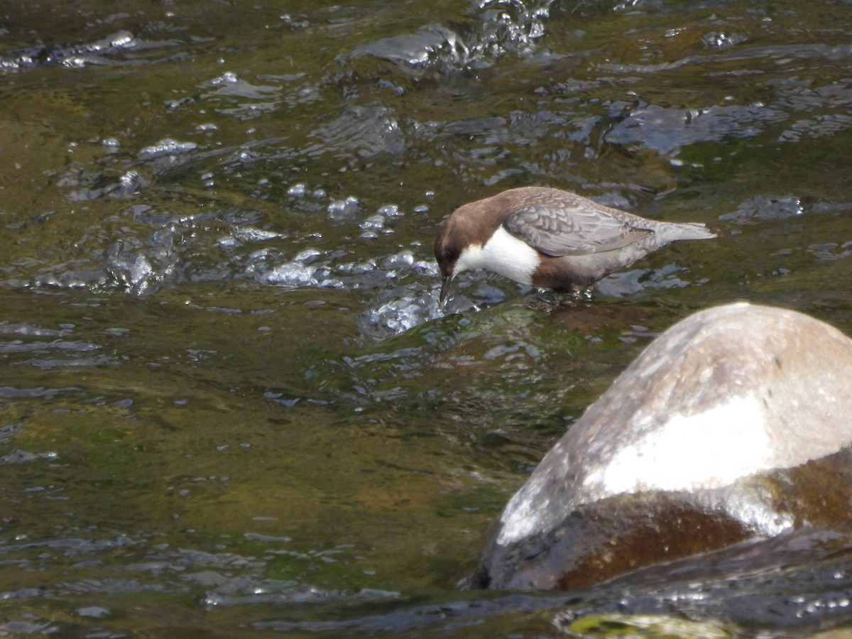 White-throated Dipper - ML643852330