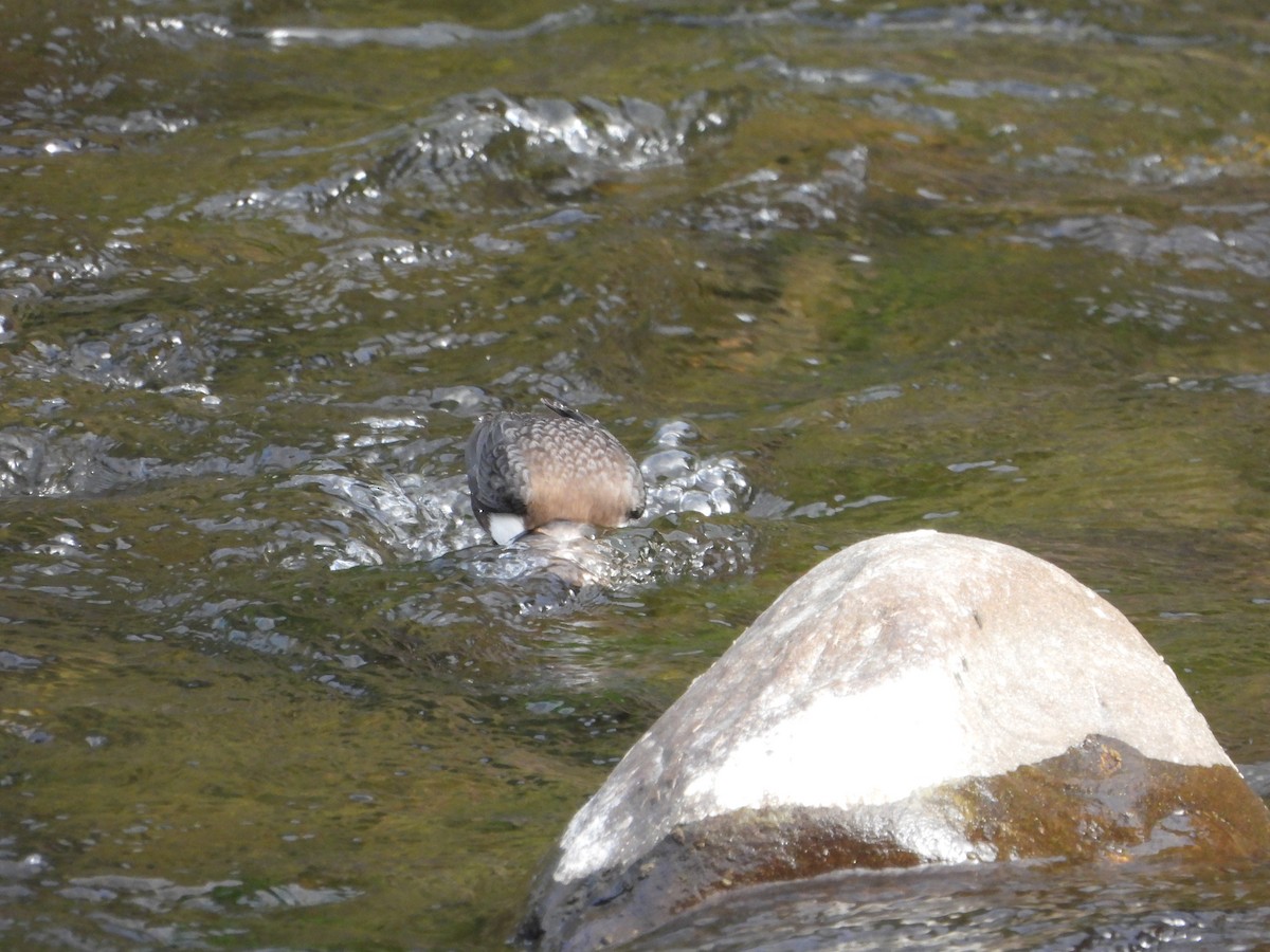 White-throated Dipper - ML643852331