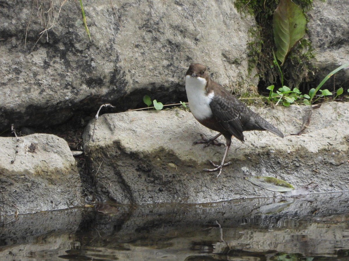 White-throated Dipper - ML643852332